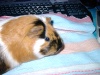 Afbeeldingslocatie: http://www.tweakers.net/ext/f/42184/thumb.jpg