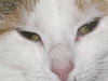 Afbeeldingslocatie: http://www.tweakers.net/ext/f/47599/thumb.png